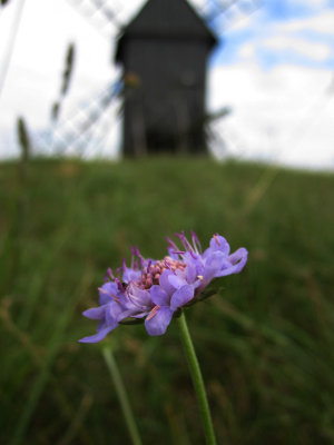 Fltvdd (Scabiosa columbaria)