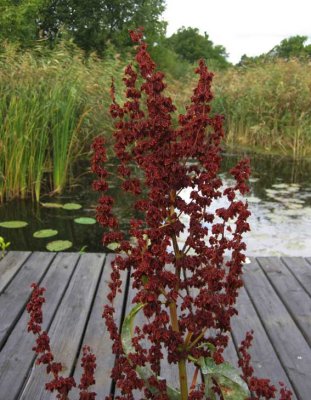 Vattenskrppa (Rumex hydrolapathum)