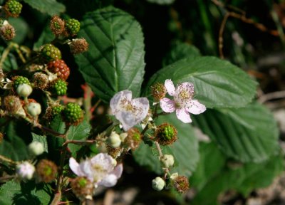 Armeniskt bjrnbr (Rubus armeniacus)