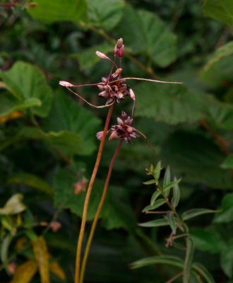 Backlök (Allium oleraceum)