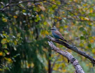 European Roller (Coracias garrulus)