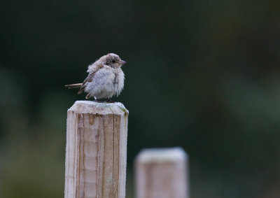 Woodchat Shrike (Lanius senator)