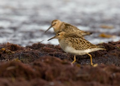 Pectoral Sandpiper (Calidris melanotos)