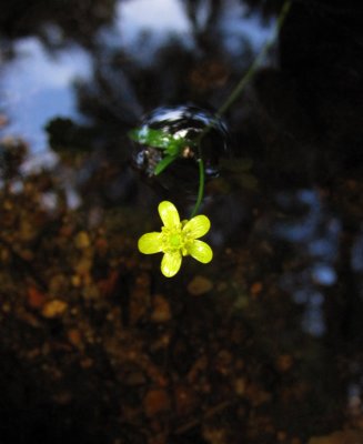 Ältranunkel (Ranunculus flammula)