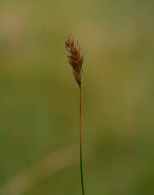 Vrbrodd (Anthoxanthum odoratum)