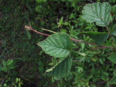 Bornholmsbjrnbr (Rubus lidforssii)