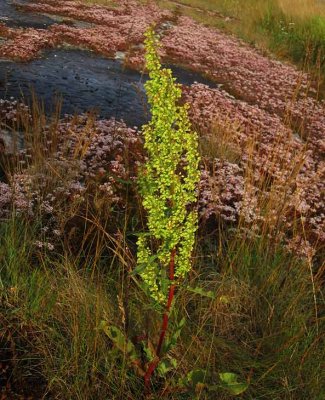 Krusskrppa (Rumex crispus)