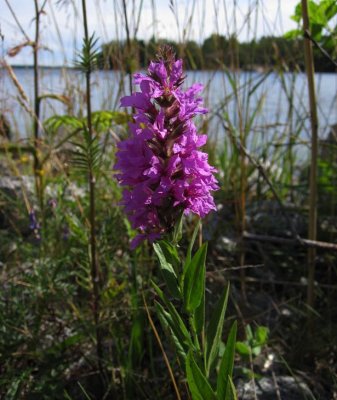 Fackelblomster (Lythrum salicaria)