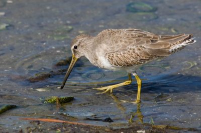 Short-billed Dowitcher (Limnodromus griseus)