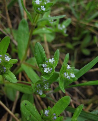 Vrklynne (Valerianella locusta)