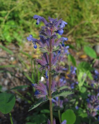 Bergnepeta (Nepeta racemosa)