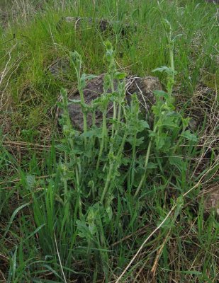 Rd hundrova (Bryonia dioica)