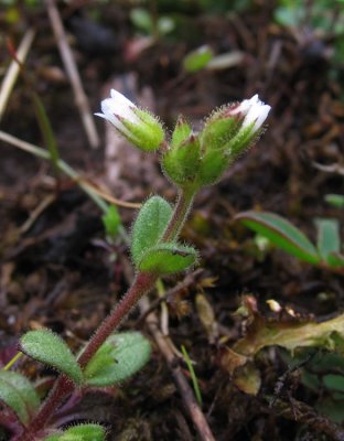 Alvararv (Cerastium pumilum)
