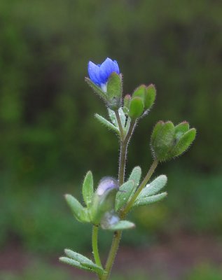 Klibbveronika (Veronica triphyllos)