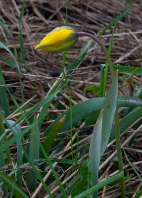 Vildtulpan (Tulipa sylvestris)