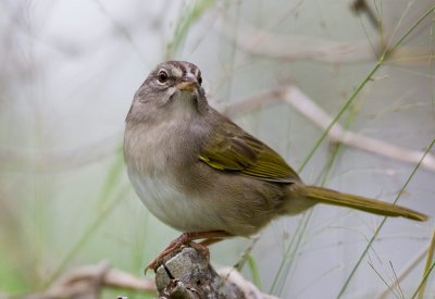 Olive Sparrow (Arremonops rufivirgatus)