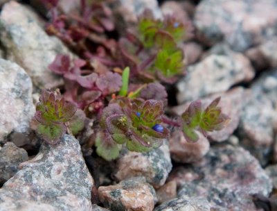 Glansveronika (Veronica polita)