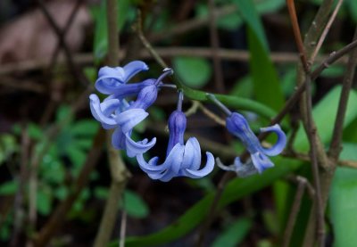 Hyacint (Hyacinthus orientalis)