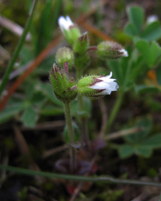 Klibbarv (Cerastium glutinosum)