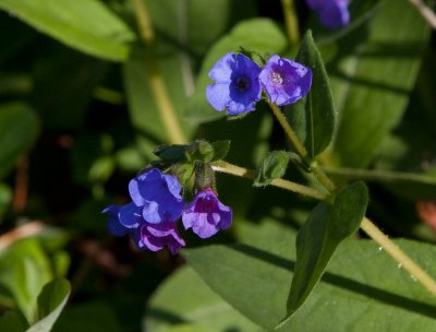 Mjuk lungrt (Pulmonaria mollis)