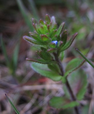 Alvarveronika (Veronica praecox)