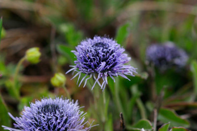 Bergskrabba (Globularia vulgaris)