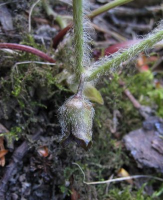 Hasselrt (Asarum europaeum)