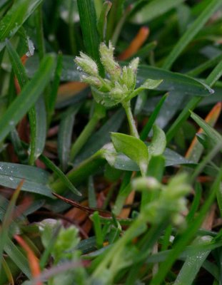 Blekarv (Stellaria pallida)