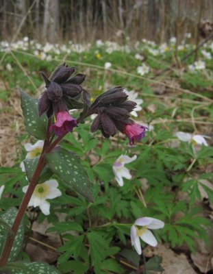 Fransk lungrt (Pulmonaria affinis)