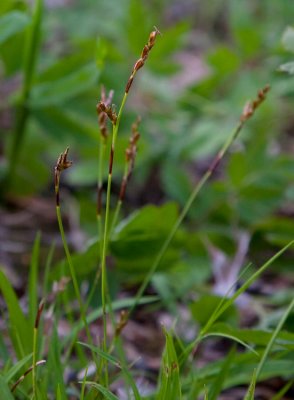 Vispstarr (Carex digitata)