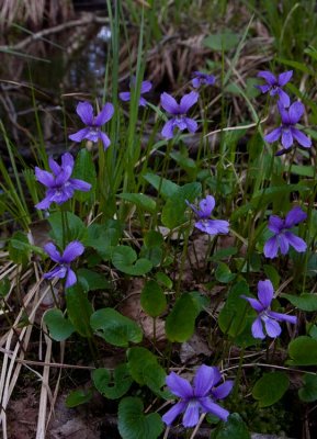 Sumpviol (Viola uliginosa)