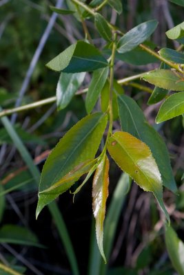 Knckepil (Salix fragilis)