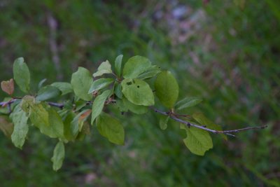 Krsbrsplommon (Prunus cerasifera )