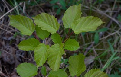 Rysk lnn (Acer tataricum ssp. tataricum)