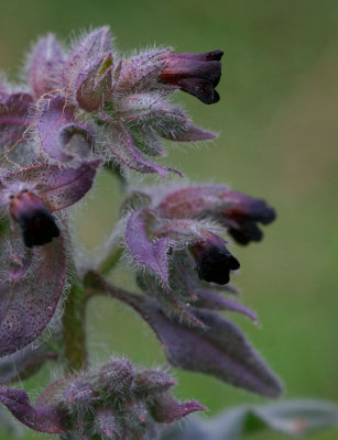 Svartnonnea (Nonea pulla)