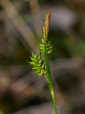 Blekstarr (Carex pallescens)