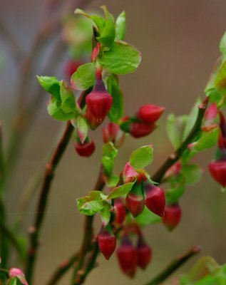 Blåbär (Vaccinium myrtillus)