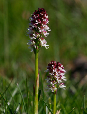 Krutbrnnare (Neotinea ustulata)