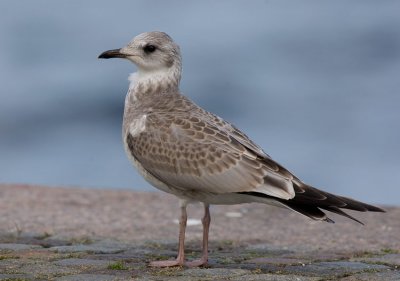 Common Gull (Larus canus)