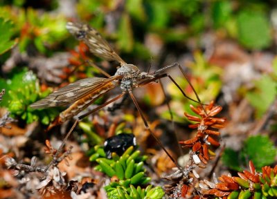 Harkrank (Tipuloidea sp)