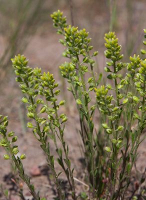 Vit sminkrot (Lithospermum arvense var. arvense)