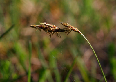 landsstarr (Carex ligerica)