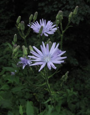 Parksallat (Cicerbita macrophylla)