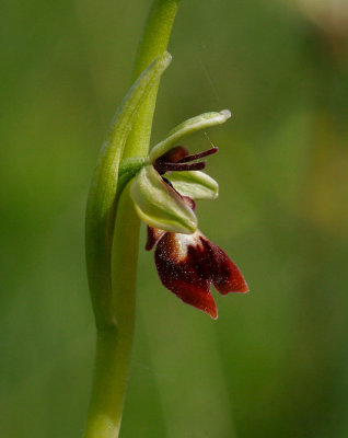 Flugblomster (Ophrys insectifera)