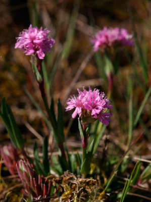 Fjllnejlika, lndsk  (Viscaria alpina var. oelandica)