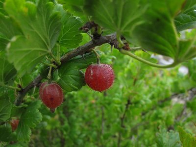 Krusbr (Ribes uva-crispa)