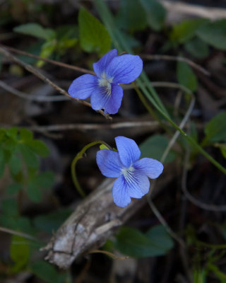 Strandviol (Viola persicifolia)