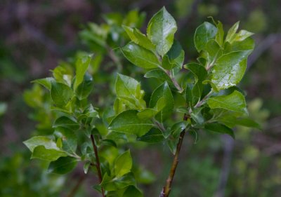 Svartvide (Salix myrsinifolia)