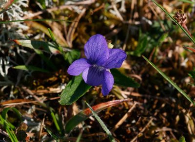Ängsviol (Viola canina)