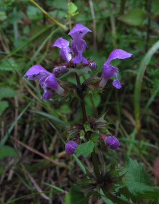 Rosenplister (Lamium maculatum)